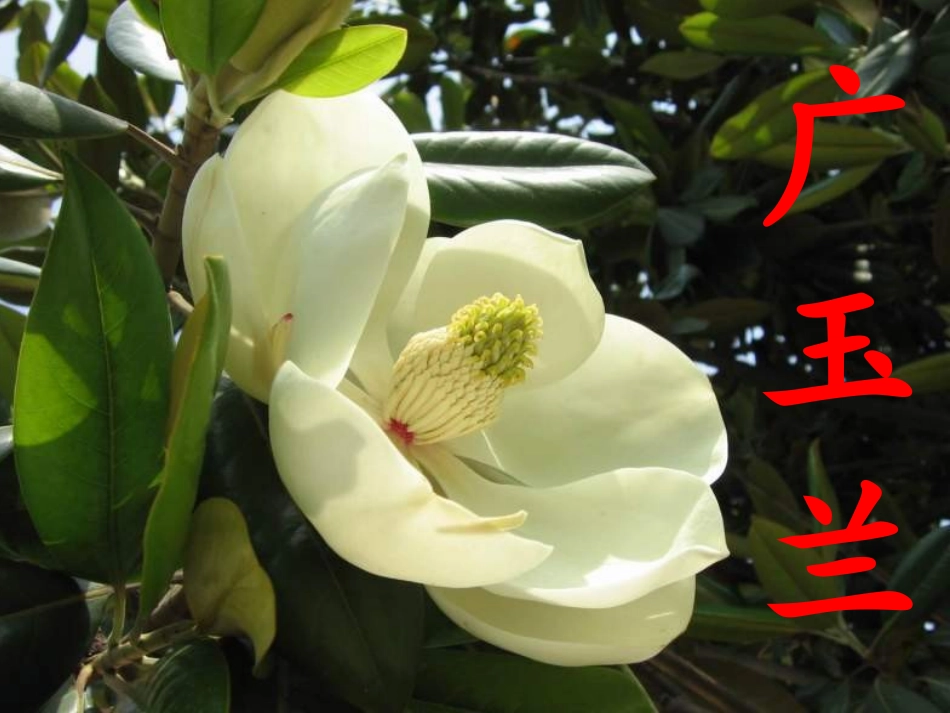 《广玉兰》课件(1)_第2页