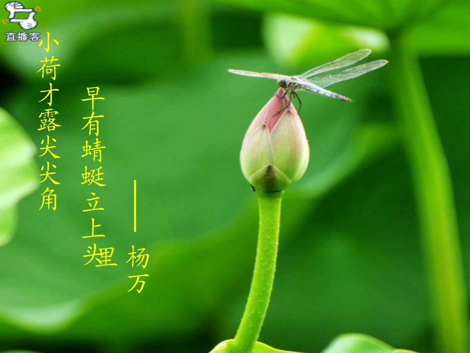 《荷塘月色》ppt_第2页