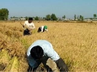 3.中班语言：《夏天》