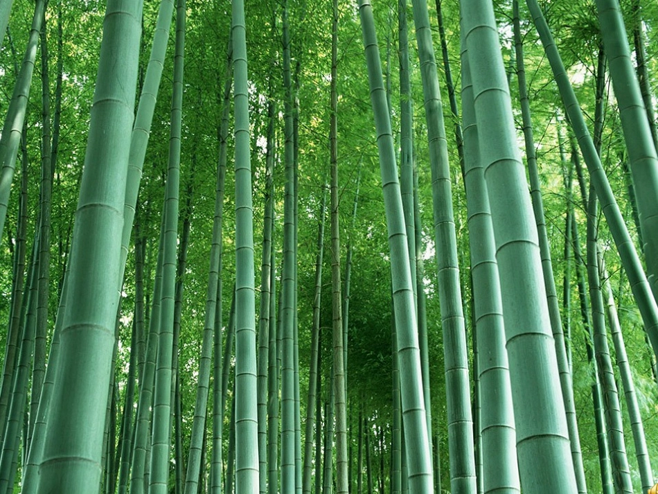 去打开大自然绿色的课本1_第2页