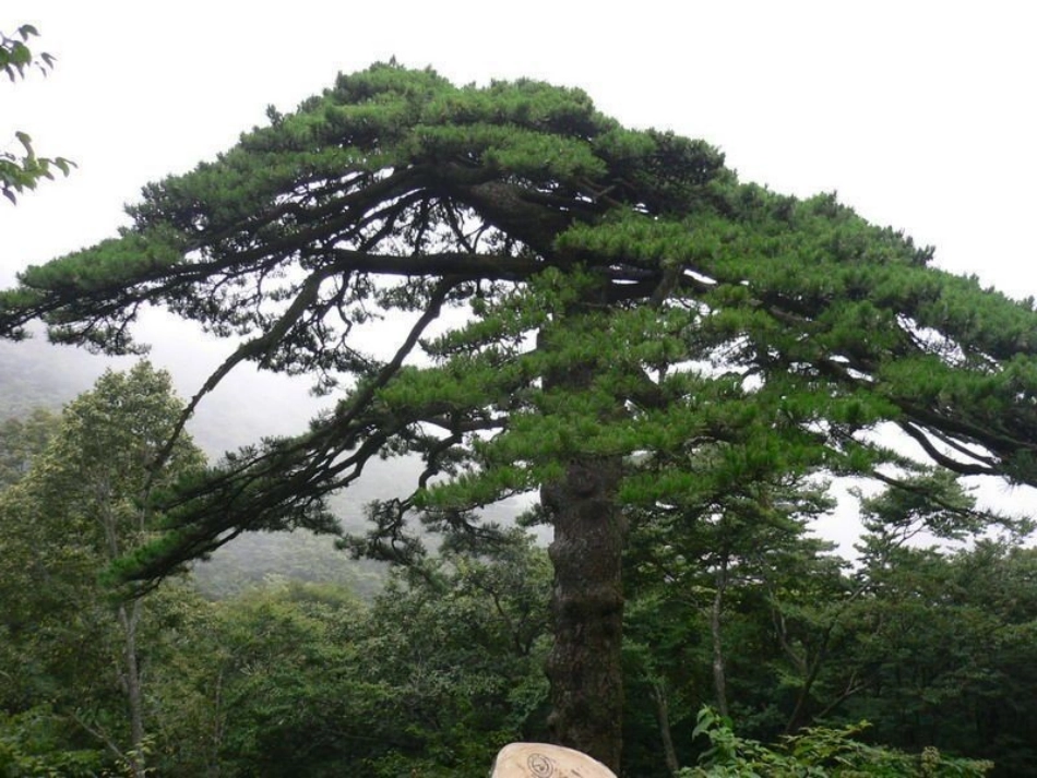 去打开大自然绿色的课本1_第3页