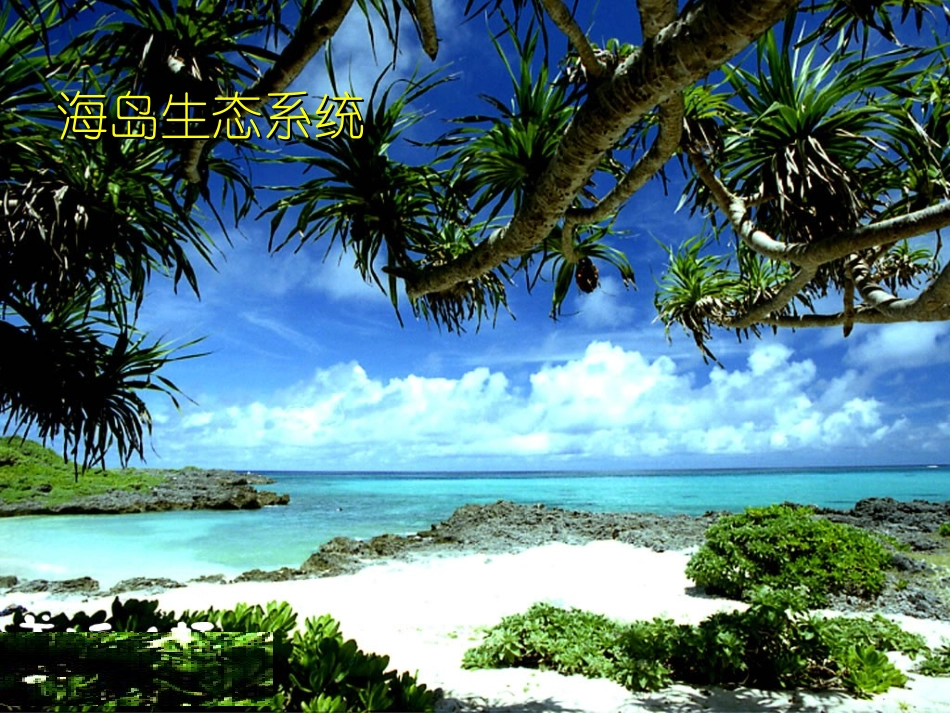 生态系统的组成_第3页