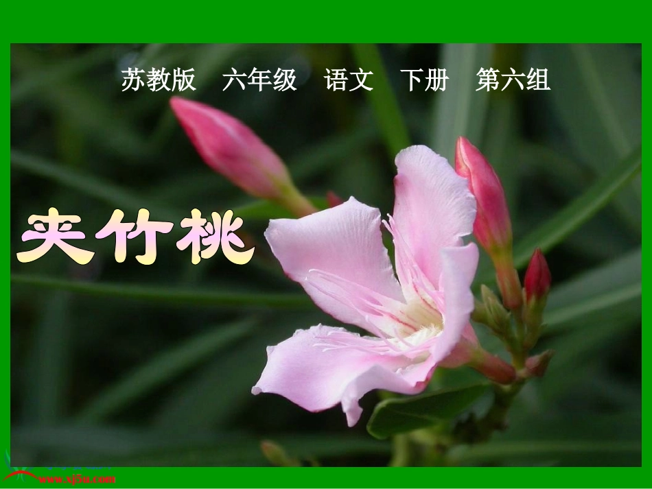 《夹竹桃》PPT课件(第一课时)_第1页