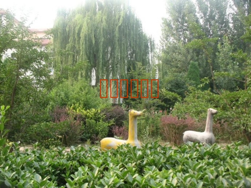 校园植物调查_第1页