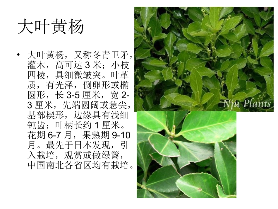 校园植物调查_第2页