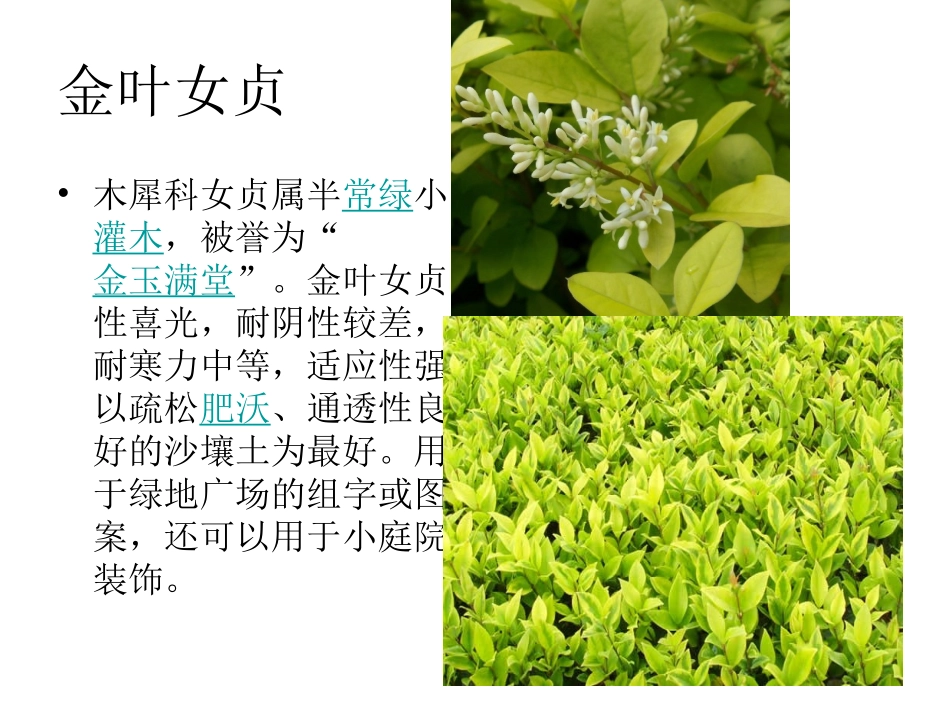 校园植物调查_第3页