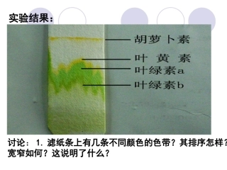 叶绿素提取实验