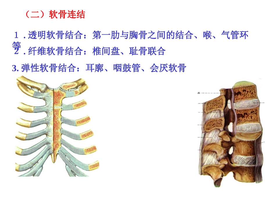 运动解剖学(关节)_第2页