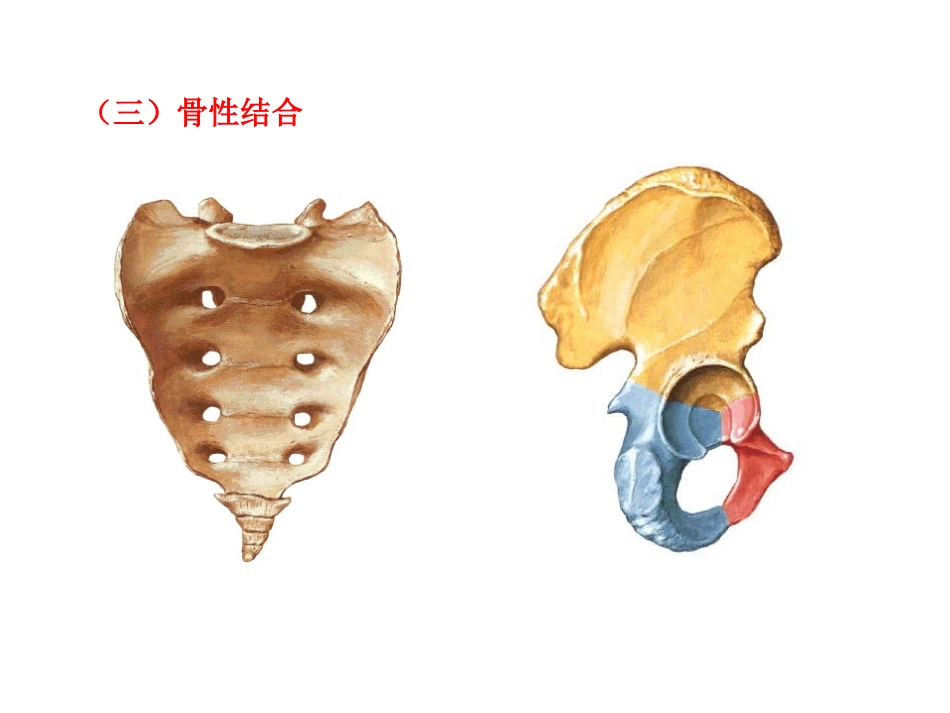 运动解剖学(关节)_第3页
