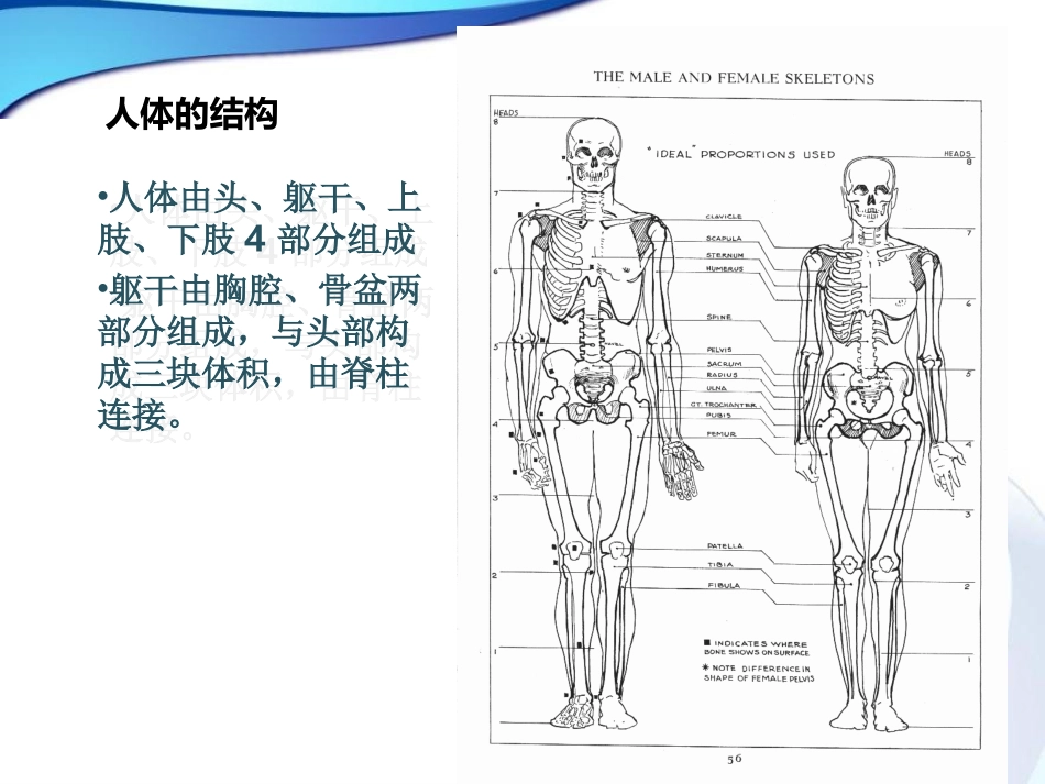 漫画人物结构和身体动态_第3页