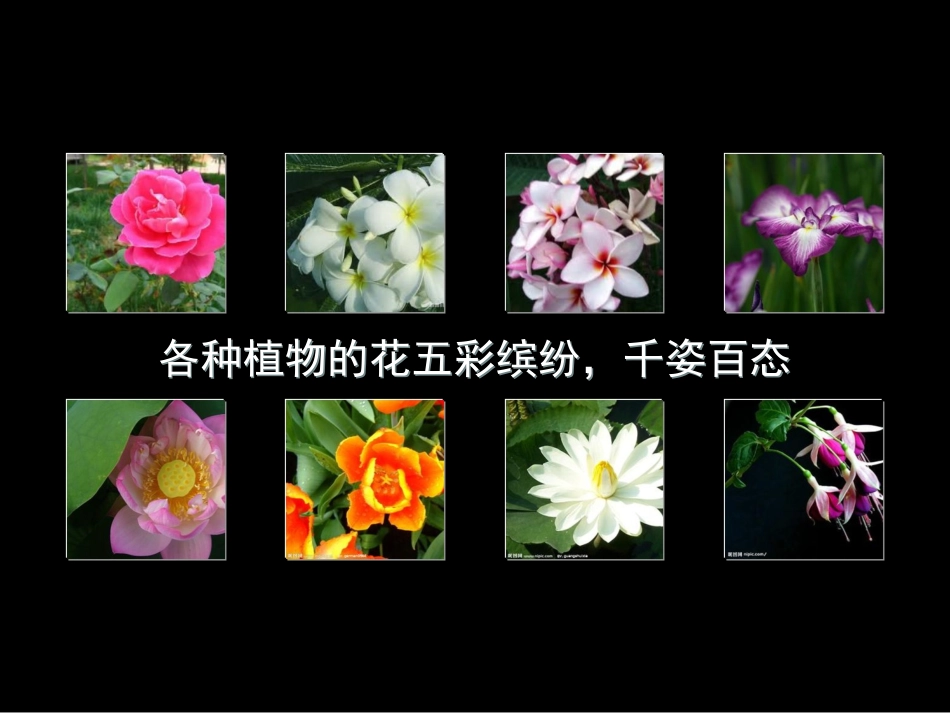 植物的开花与结果_第3页