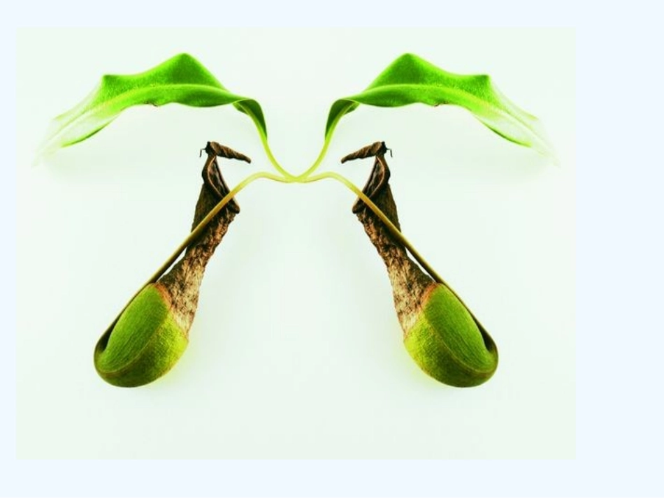 小学数学北师大2011课标版三年级美丽图案_第3页