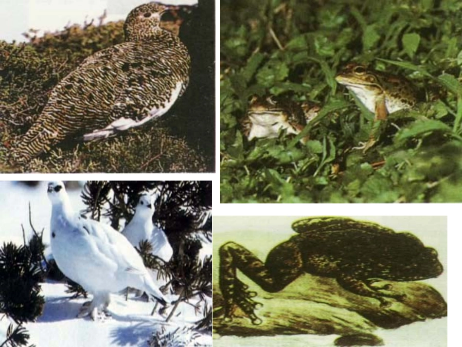 动物怎样保护自己_第3页