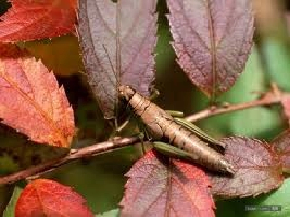 秋天的树叶 (2)_第2页