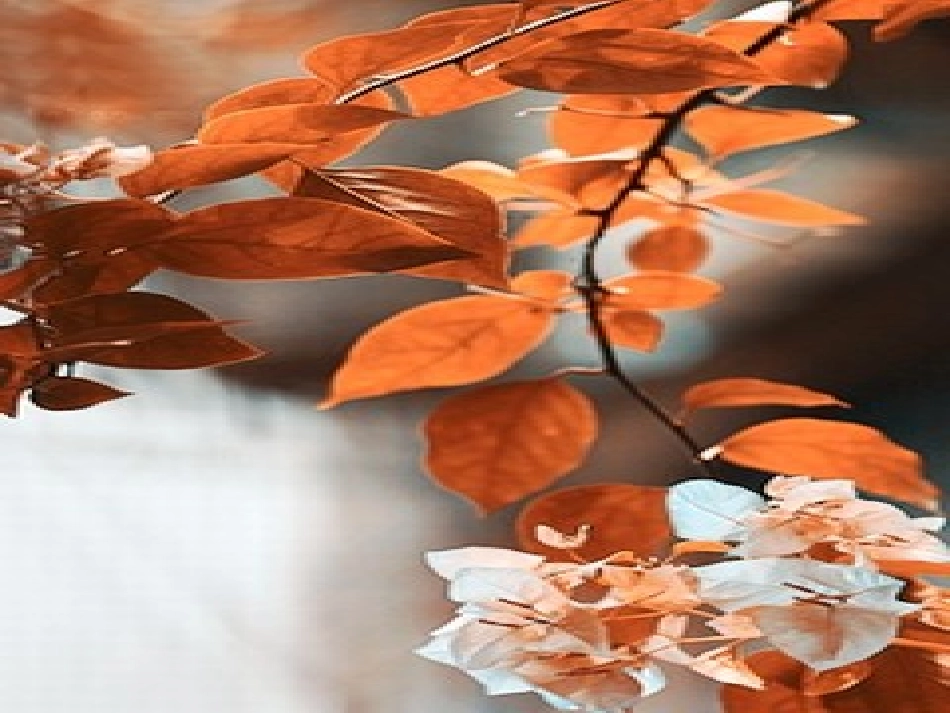 秋天的树叶 (2)_第3页