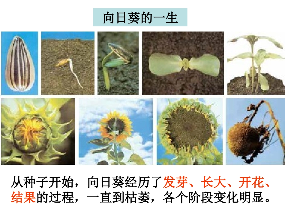 科学三年级上一6植物发生了什么变化_第2页
