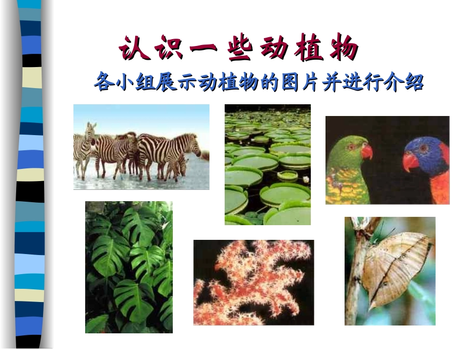 小学科学三年级——认识一些动植物 ppt_第1页