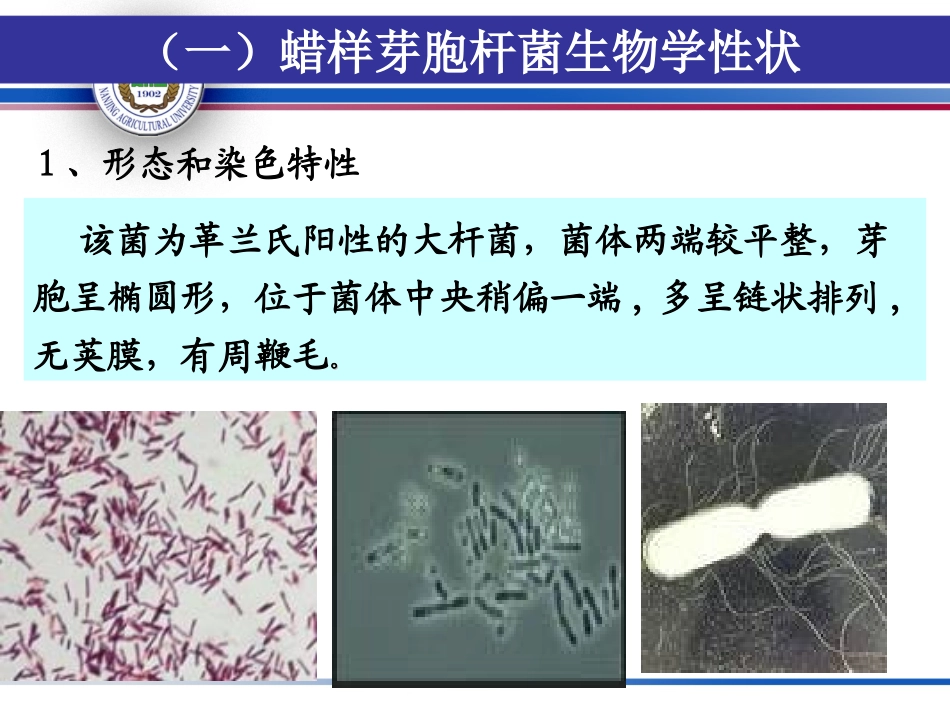 实验三、食品中蜡样芽孢杆菌的检验_第2页