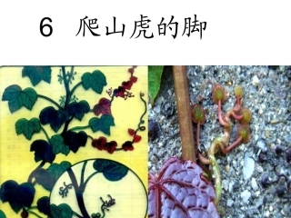 爬山虎的脚——公开课最完美版