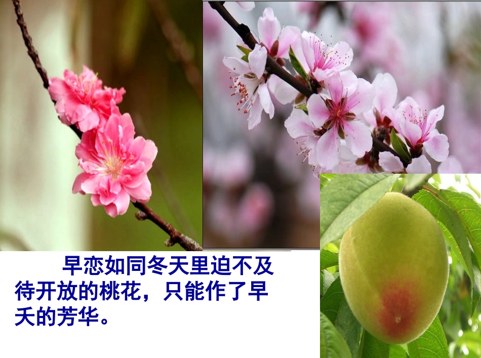 预防早恋主题班会_第3页