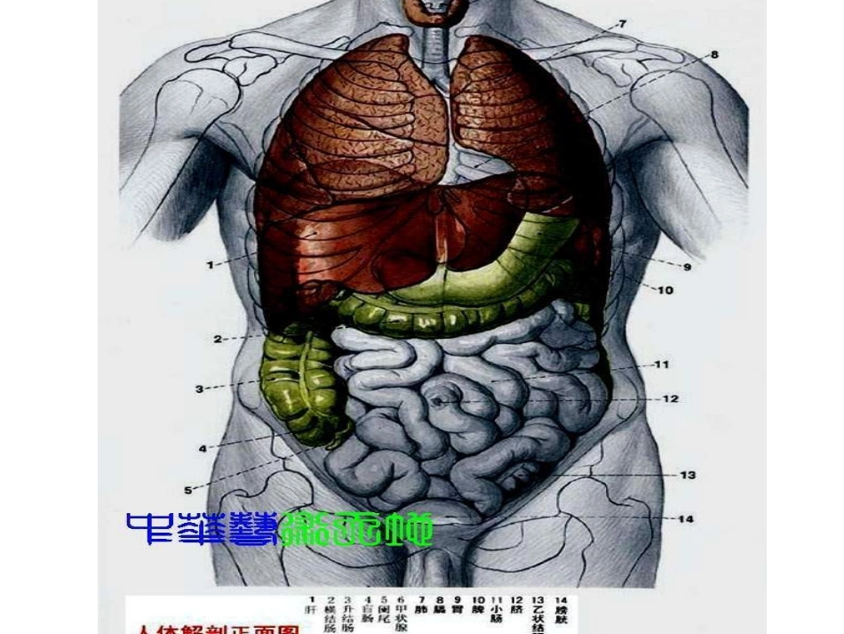 人体内脏结构图_第2页