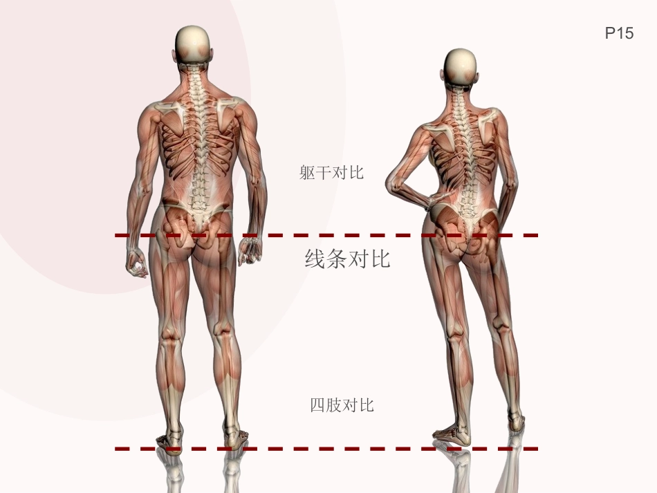 服装画技法-绘制人体基本结构与比例_第3页