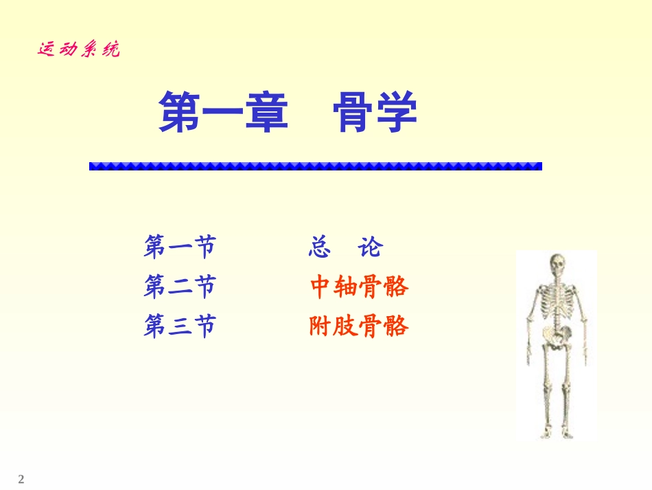 人体解剖学  ---骨学_第2页