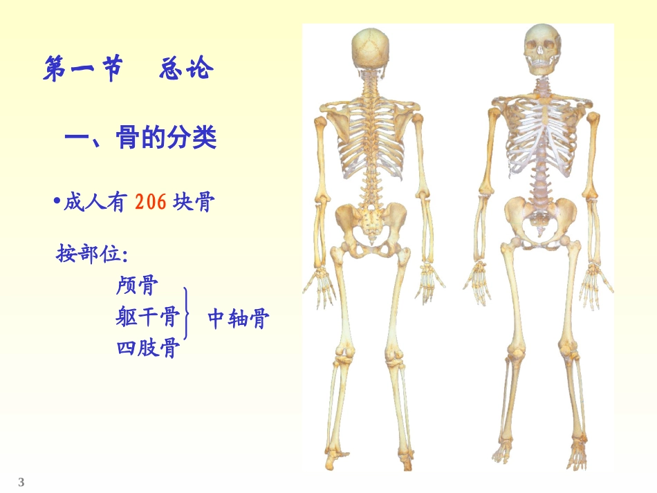 人体解剖学  ---骨学_第3页