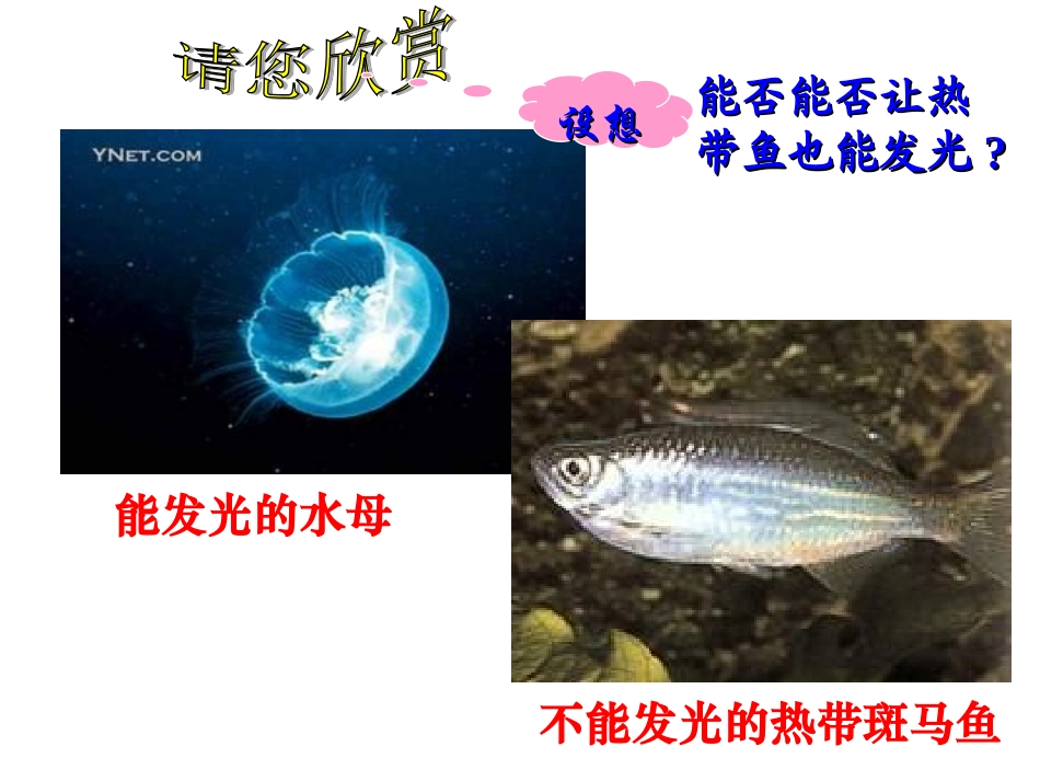 生物：6.2《基因工程及其应用》课件(新人教版必修2)(1)_第2页