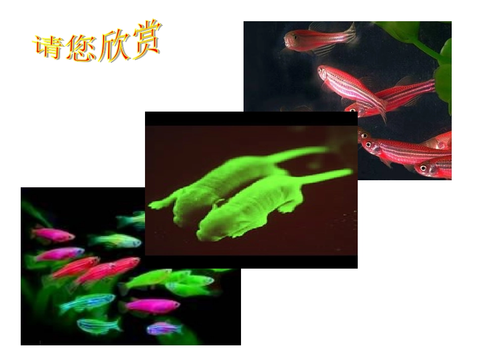 生物：6.2《基因工程及其应用》课件(新人教版必修2)(1)_第3页