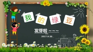 小学生绿豆种植观察记