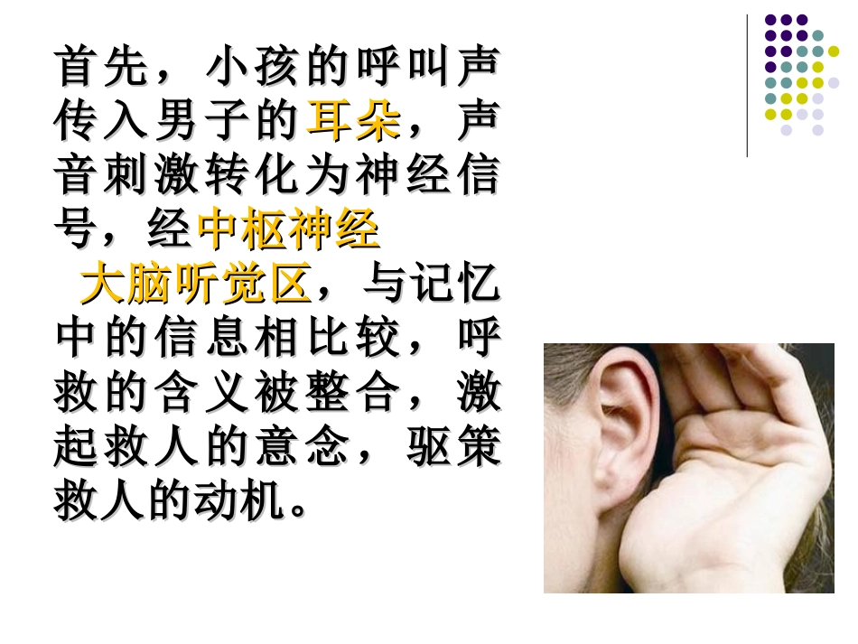 普通心理学-第二章-心理的神经生理机制_第3页