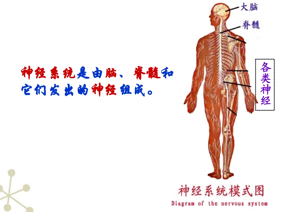 神经系统的组成_第3页