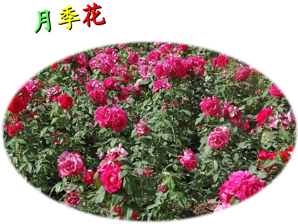 象形统计图和统计表_第3页