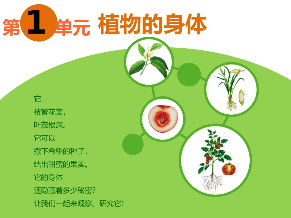 四年级上册科学第一单元植物的身体(一、二课)_第2页