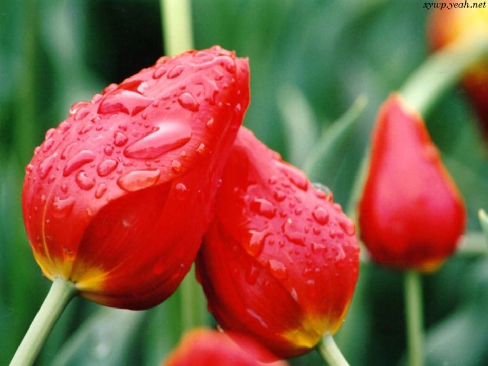 《送你一束转基因花》课件_第3页