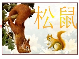 《松鼠》guoli