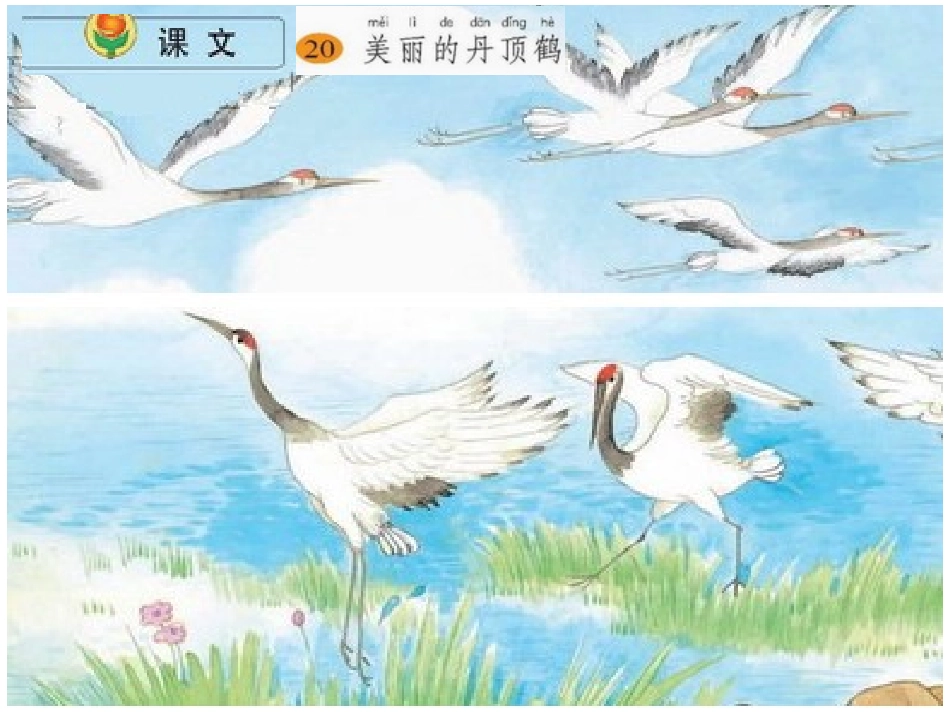 《美丽的丹顶鹤》课件_第1页