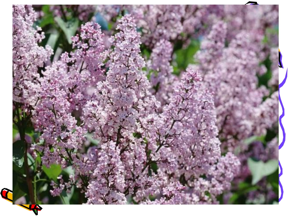 二年级语文上册第二组5一株紫丁香第一课时课件_第1页