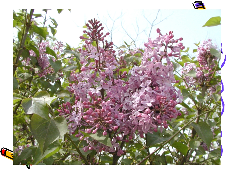 二年级语文上册第二组5一株紫丁香第一课时课件_第2页