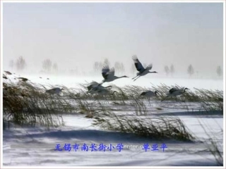 二年级语文《美丽的丹顶鹤》