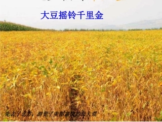 拉萨的天空第一课时(李娟)