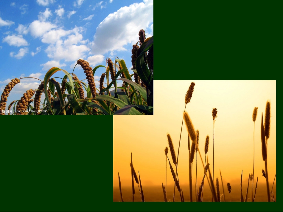 泥塑浮雕植物3_第3页