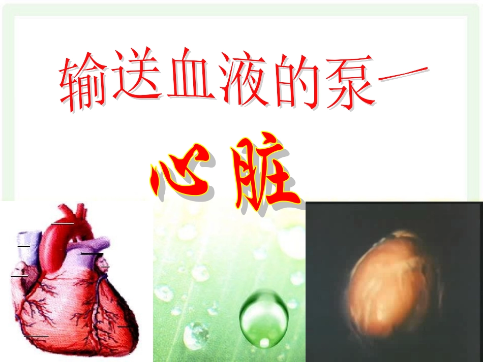 心脏、血液循环_第1页