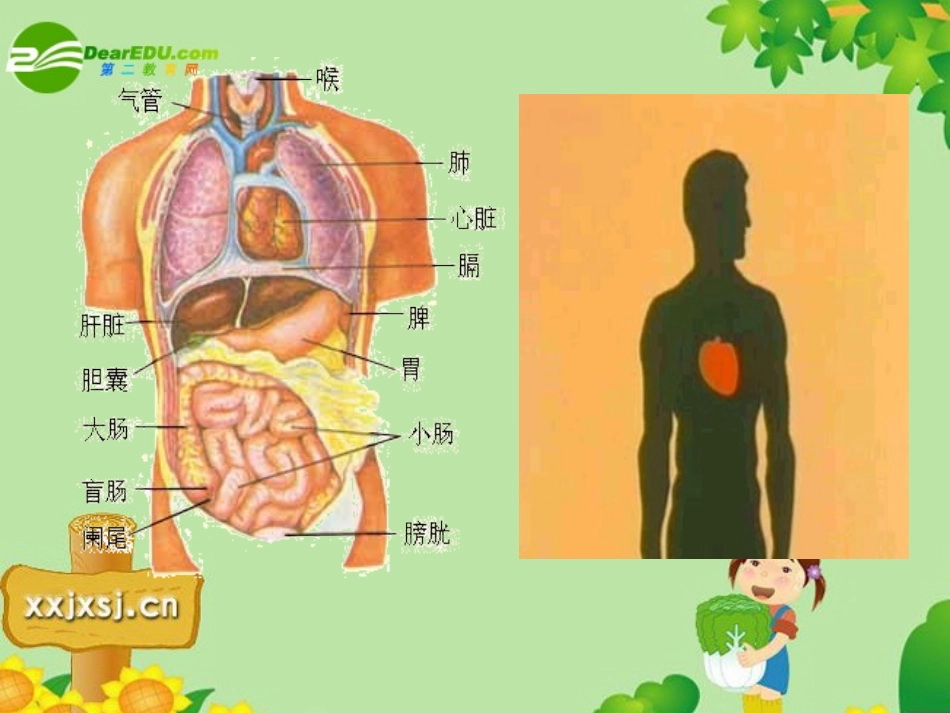 心脏、血液循环_第3页