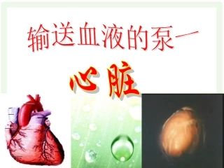心脏、血液循环