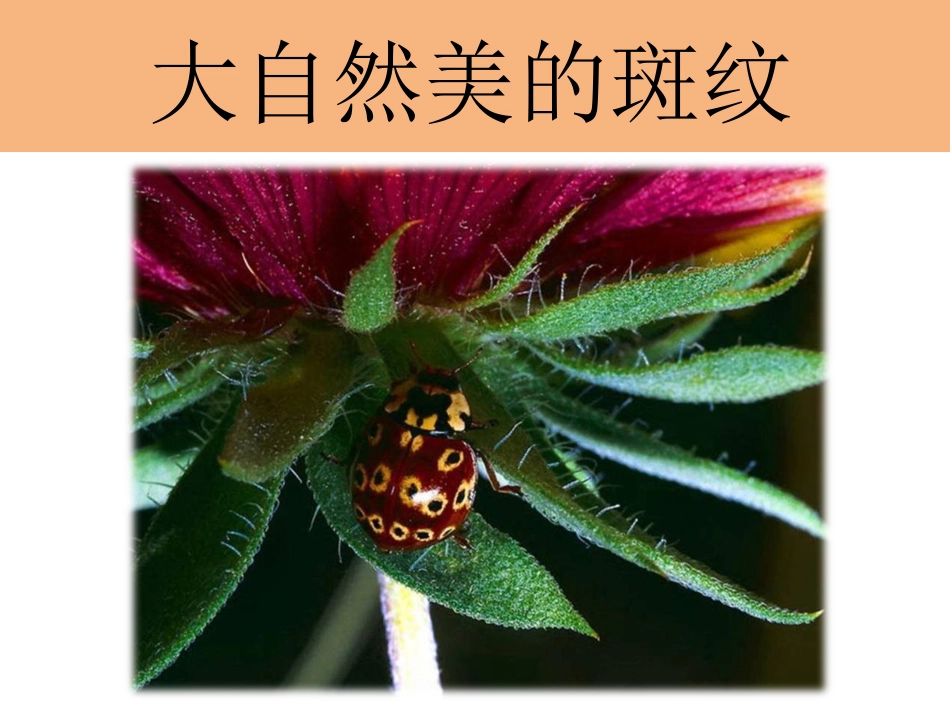 大自然美的斑纹_第1页