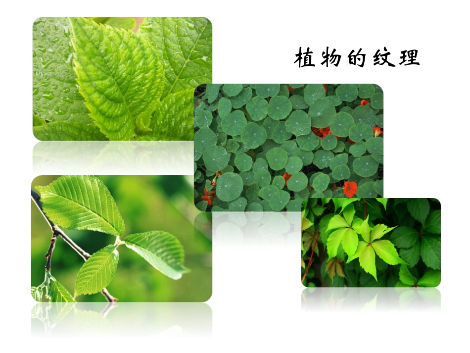 大自然美的斑纹_第2页