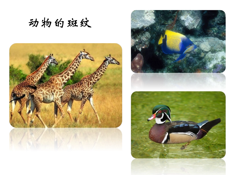 大自然美的斑纹_第3页
