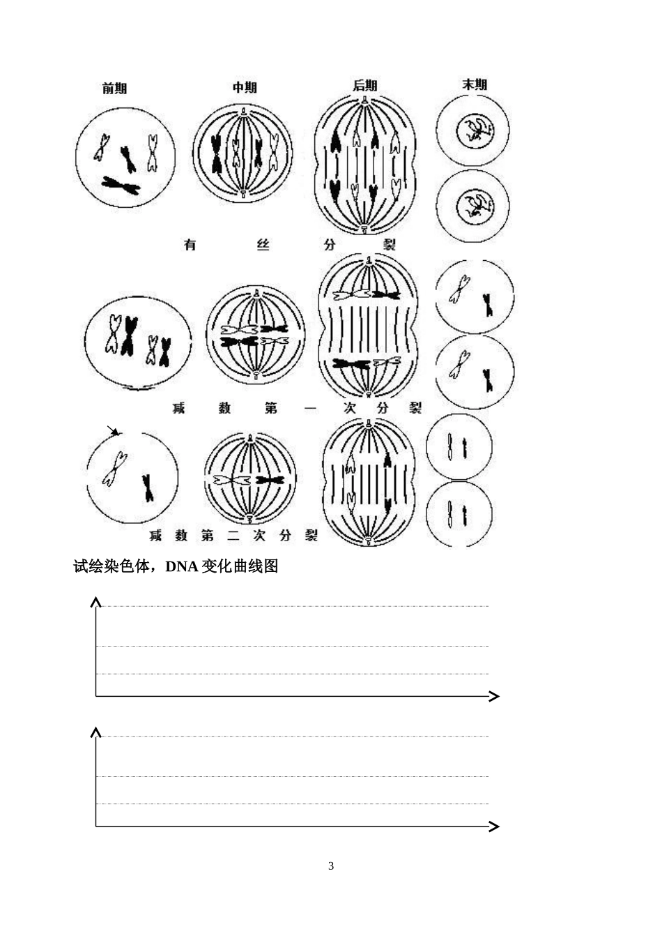 有丝分裂与减数分裂的比较_第3页